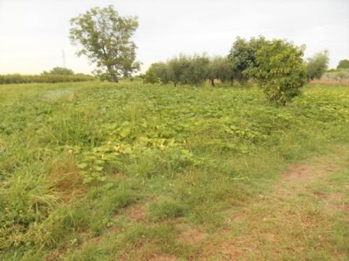 Terreno agricolo Santarcangelo di Romagna - foto 3