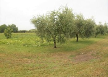 Terreno agricolo Santarcangelo di Romagna - foto 1