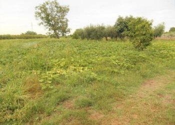 Terreno agricolo Santarcangelo di Romagna - foto 3