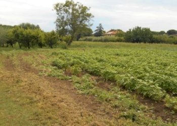 Terreno agricolo Santarcangelo di Romagna - foto 4