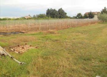 Terreno agricolo Santarcangelo di Romagna - foto 5