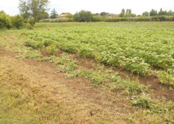 Terreno agricolo Santarcangelo di Romagna - foto 7