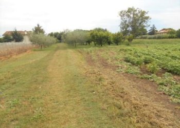 Terreno agricolo Santarcangelo di Romagna - foto 8