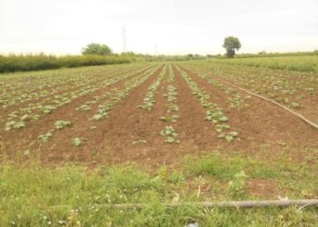 Terreno agricolo Santarcangelo di Romagna - foto 9
