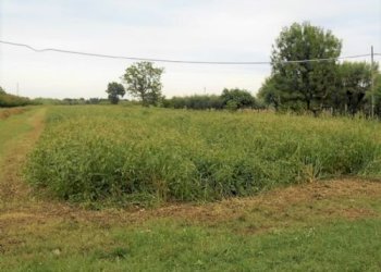 Terreno agricolo Santarcangelo di Romagna - foto 10