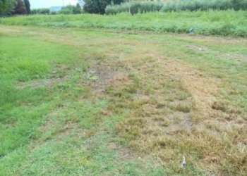 Terreno agricolo Santarcangelo di Romagna - foto 11