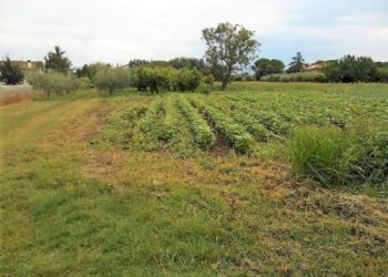 Terreno agricolo Santarcangelo di Romagna - foto 12