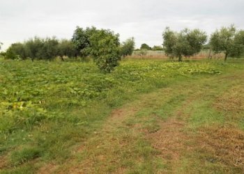 Terreno agricolo Santarcangelo di Romagna - foto 13