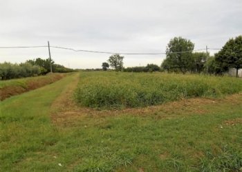 Terreno agricolo Santarcangelo di Romagna - foto 14