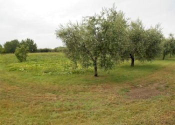 Terreno agricolo Santarcangelo di Romagna - foto 15