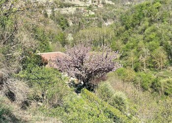 Casale Cortemilia - foto 25