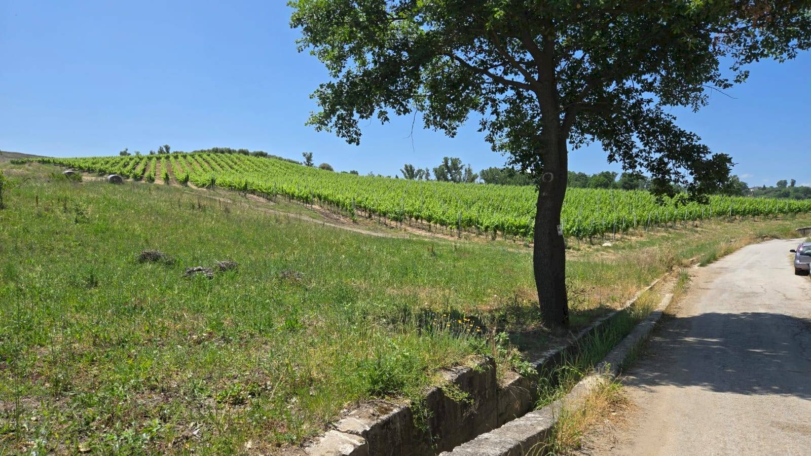 Foto 1 - Agricultural land località Candriano, Paternopoli - photo 1