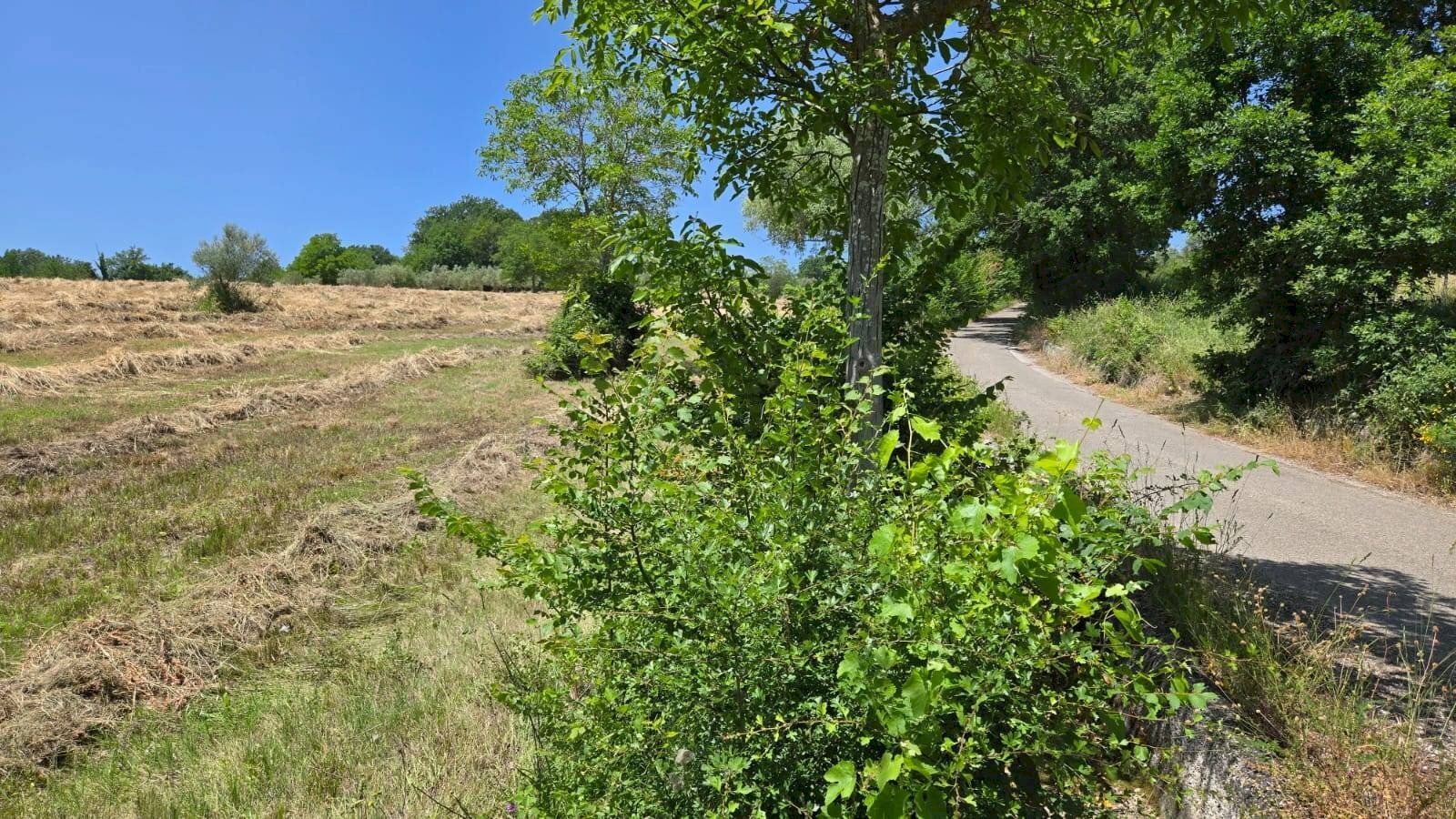 Foto 2 - Agricultural land località Candriano, Paternopoli - photo 2