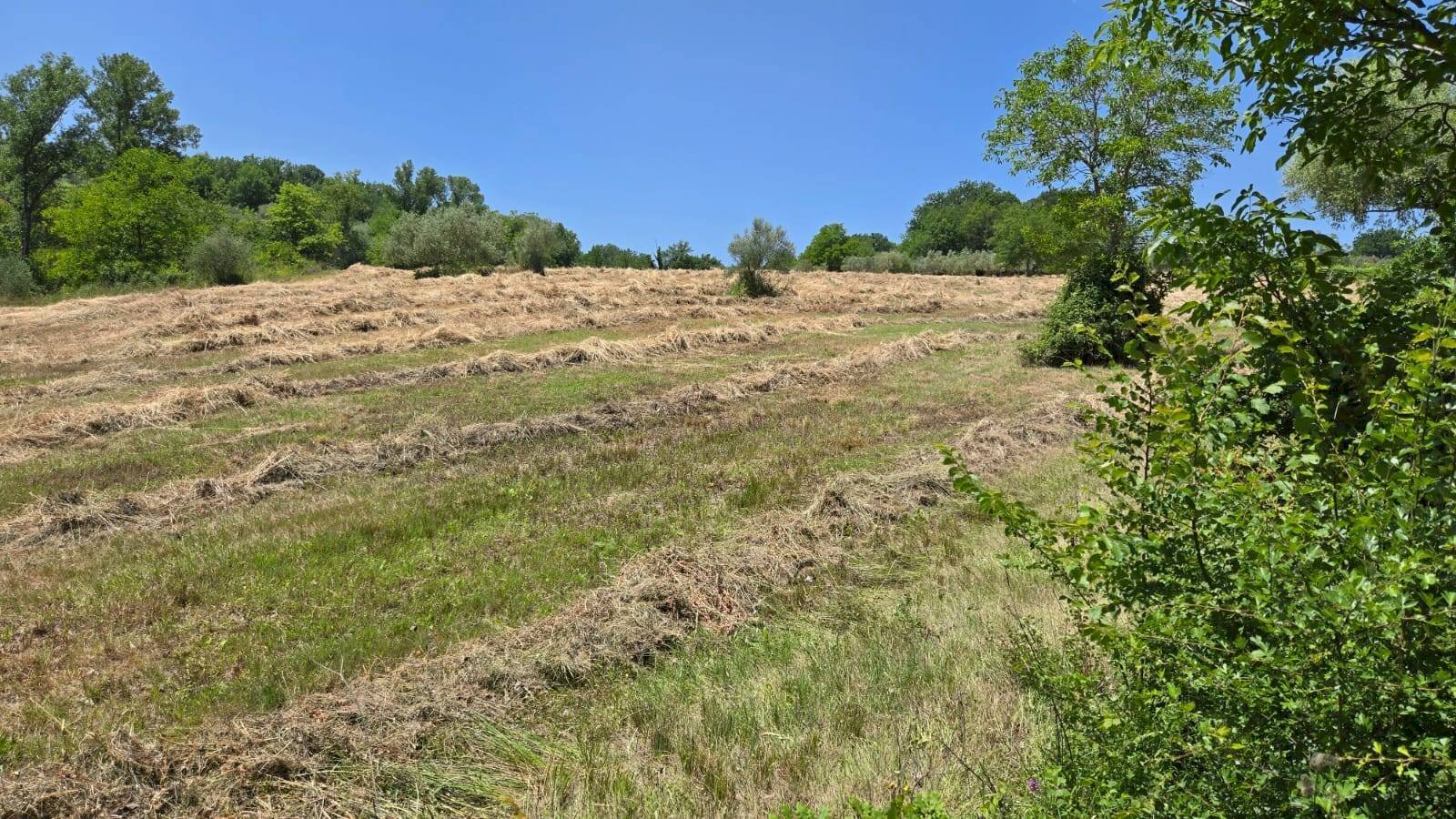 Foto 3 - Agricultural land località Candriano, Paternopoli - photo 3