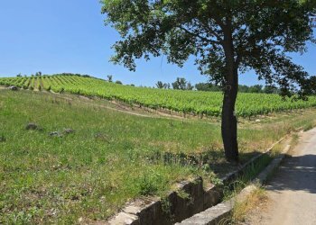 Foto 1 - Terreno agricolo località Candriano, Paternopoli - foto 1