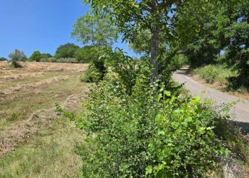 Foto 2 - Terreno agricolo località Candriano, Paternopoli - foto 2