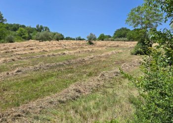 Foto 3 - Terreno agricolo località Candriano, Paternopoli - foto 3