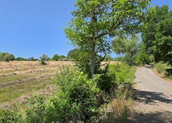 Foto 8 - Terreno agricolo località Candriano, Paternopoli - foto 8