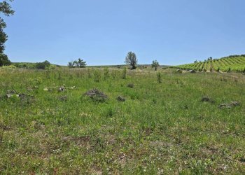 Foto 9 - Terreno agricolo località Candriano, Paternopoli - foto 9