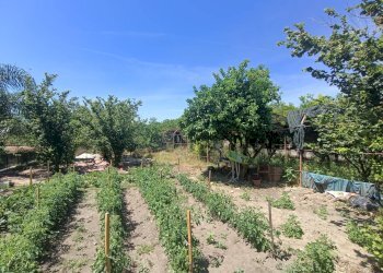 Foto 2 - Terreno agricolo Scisciano - foto 2