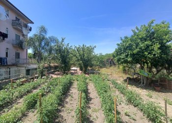 Foto 1 - Terreno agricolo Scisciano - foto 1