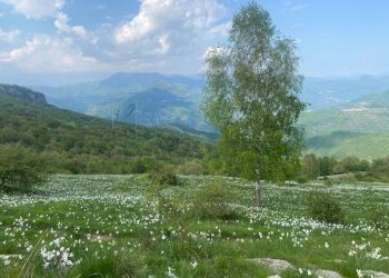 Foto 33 - Independent house Strada provinciale 21, Aurigo - photo 33