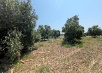 Foto 3 - Agricultural land CONTRADA CUGNO DI CANNE, Floridia - photo 3