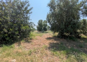 Foto 4 - Agricultural land CONTRADA CUGNO DI CANNE, Floridia - photo 4