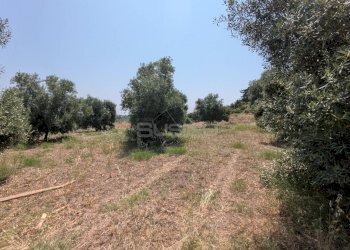 Foto 26 - Agricultural land CONTRADA CUGNO DI CANNE, Floridia - photo 26