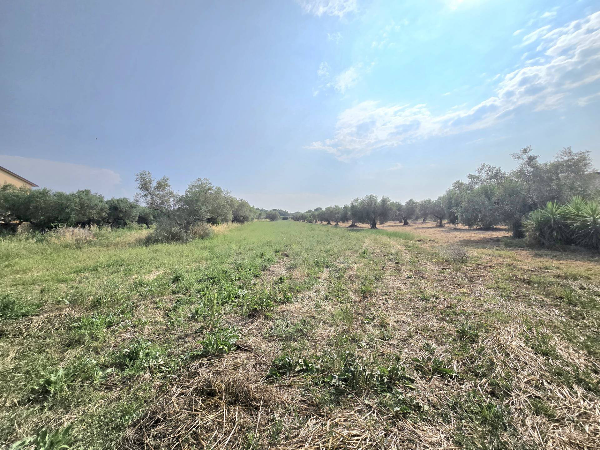 Foto 1 - Terreno agricolo Via Moncoccitto, Cepagatti - foto 1