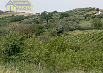 Foto 6 - Terreno agricolo Ancarano - foto 6