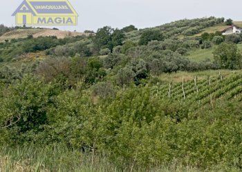 Foto 8 - Terreno agricolo Ancarano - foto 8