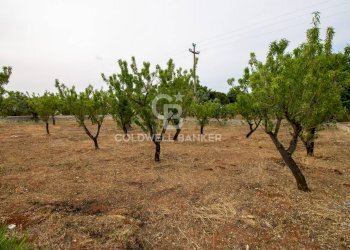 Foto 7 - Villa CONTRADA PARCO GRANDE
 
SN, Carovigno - foto 7