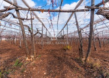 Foto 9 - Terreno edificabile Contrada Coppe di Bari
 
Snc, Bari - foto 8