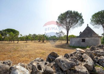 Giardino - Terreno agricolo Contrada Vecchio snc, Noci - foto 7
