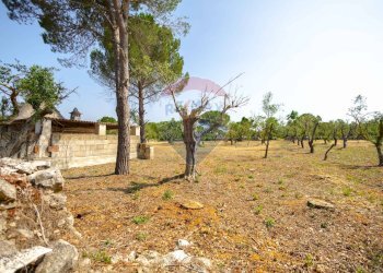 Giardino - Terreno agricolo Contrada Vecchio snc, Noci - foto 8