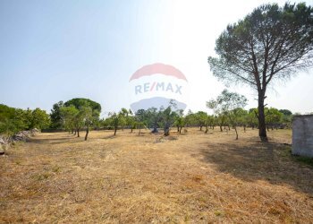 Giardino - Terreno agricolo Contrada Vecchio snc, Noci - foto 10