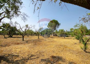 Giardino - Terreno agricolo Contrada Vecchio snc, Noci - foto 12