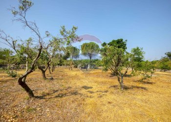 Giardino - Terreno agricolo Contrada Vecchio snc, Noci - foto 13
