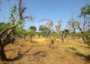 Giardino - Terreno agricolo Contrada Vecchio snc, Noci - foto 14