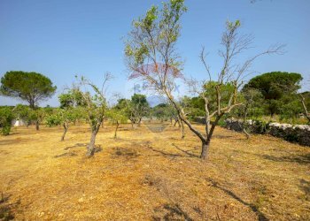 Giardino - Terreno agricolo Contrada Vecchio snc, Noci - foto 15