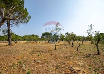 Giardino - Terreno agricolo Contrada Vecchio snc, Noci - foto 17