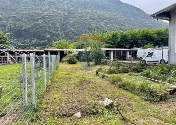 Giardino - Appartamento Verbania - foto 5