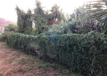 Giardino - Terreno edificabile Via Tommaso Natale
147, Palermo - foto 8