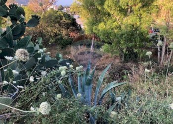 Giardino - Terreno edificabile Via Tommaso Natale
147, Palermo - foto 17