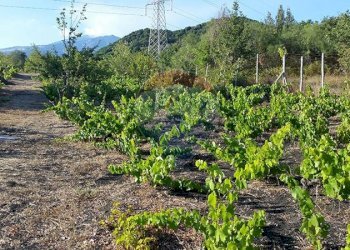 Giardino - Terreno agricolo Contrada Capreria
 
snc, Nicolosi - foto 9
