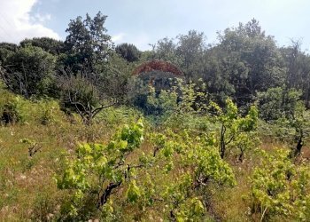 Giardino - Terreno agricolo Contrada Capreria
 
snc, Nicolosi - foto 11