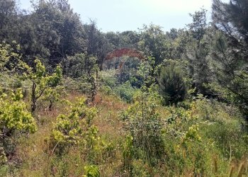 Non correlato - Terreno agricolo Contrada Capreria
 
snc, Nicolosi - foto 13