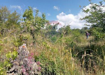 Giardino - Terreno agricolo Contrada Capreria
 
snc, Nicolosi - foto 14