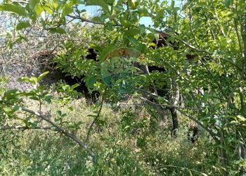 Giardino - Terreno agricolo Contrada Capreria
 
snc, Nicolosi - foto 27